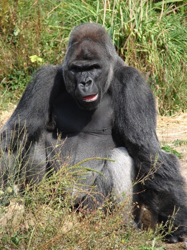 alpha male muscular silverback gorilla